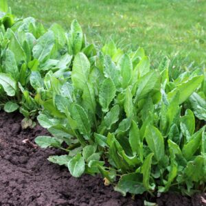 Herb Sorrel Rumex Acetosa