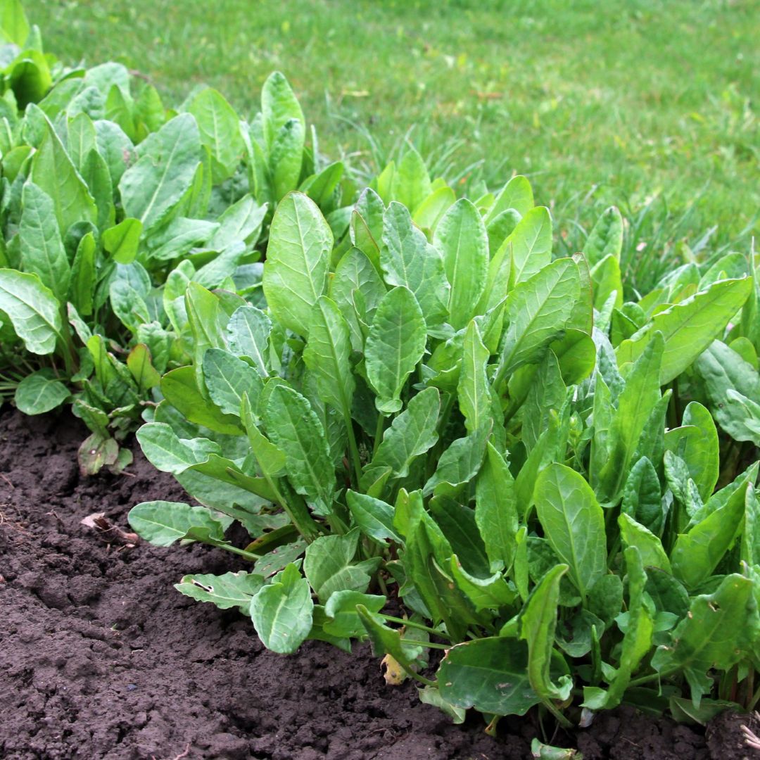 Herb Sorrel Rumex Acetosa