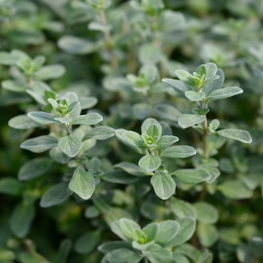 Sweet Marjoram herb plants growing with lush green leaves