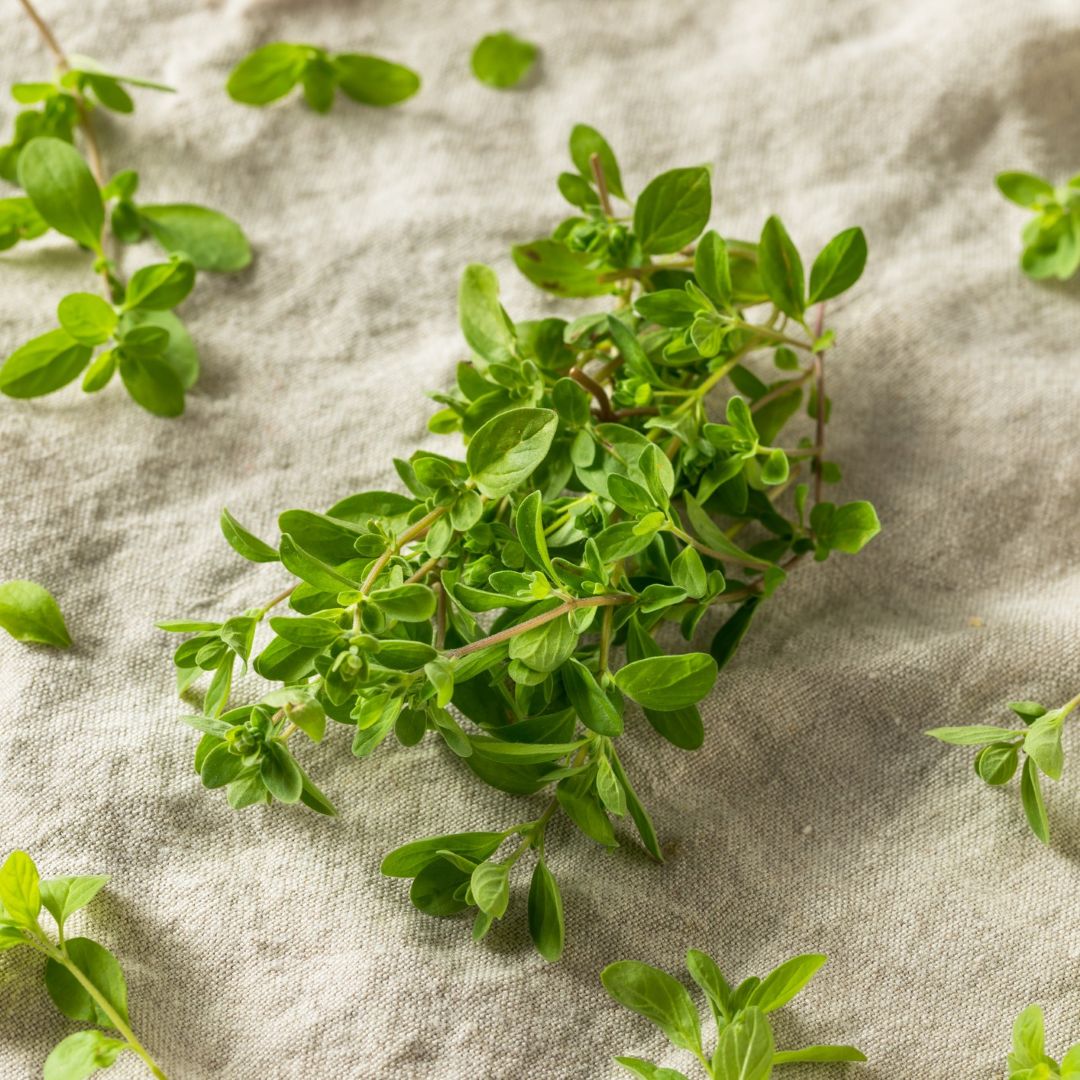 Freshly harvested Sweet Marjoram herbs with small green leaves on a cloth in the kitchen