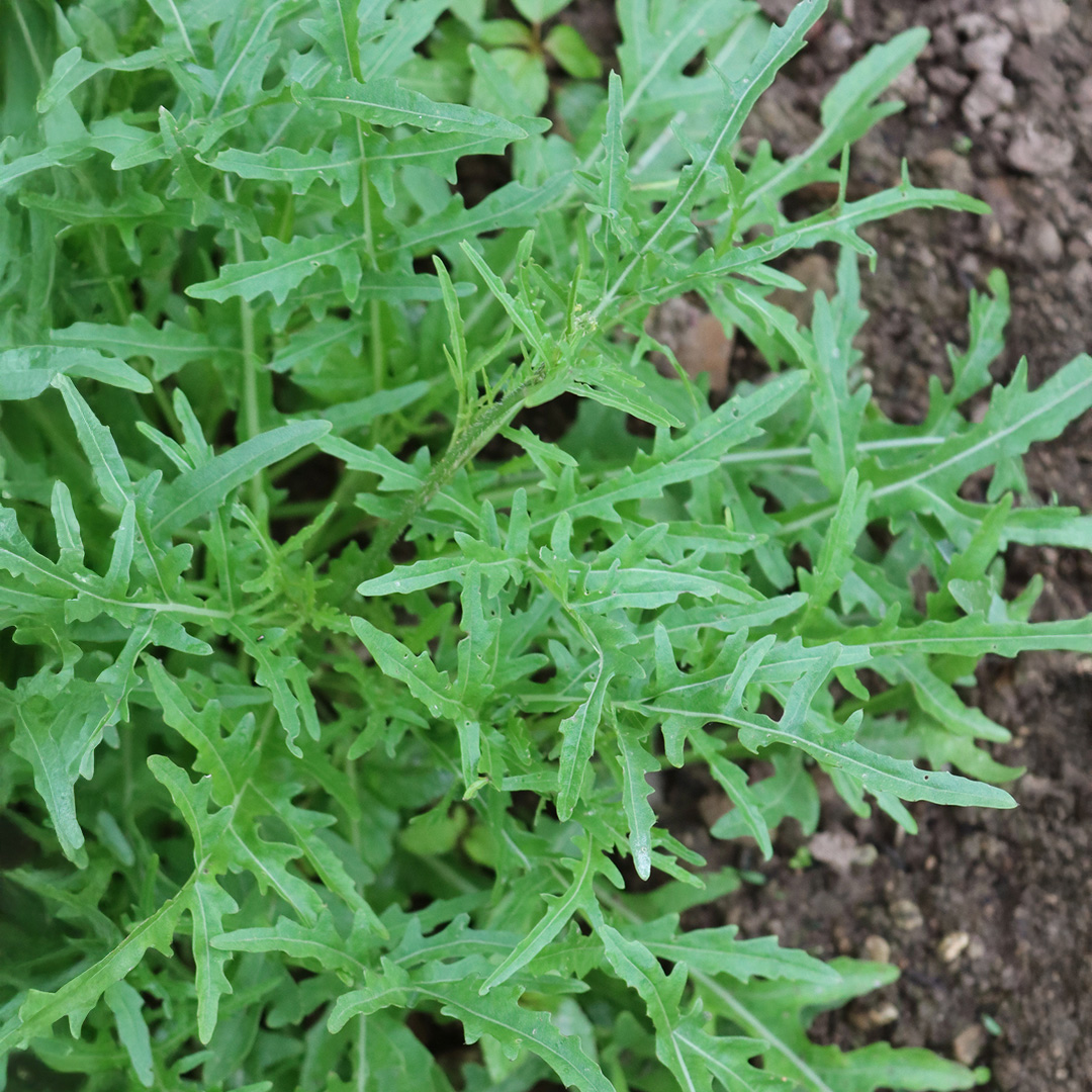 Wild Rocket Arugula green salad leaves growing on the dirt.