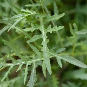 A close up macro image of Wild Rocket Arugula salad leaves.