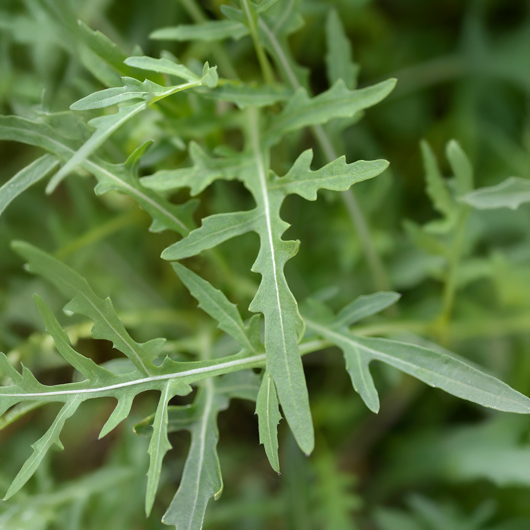 A close up macro image of Wild Rocket Arugula salad leaves.