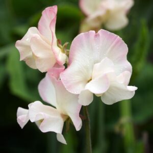 A beautiful white sweet pea flower with pink tinged petals and a blurred green background