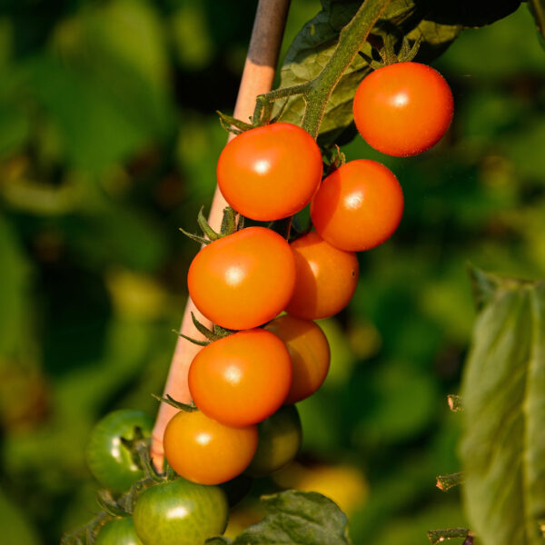 Tomato - Sungold F1