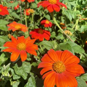 Tithonia - Mexican Sunlower Seeds