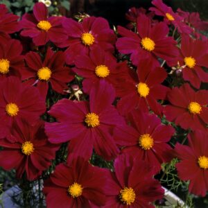 Cosmos - Gazebo Red