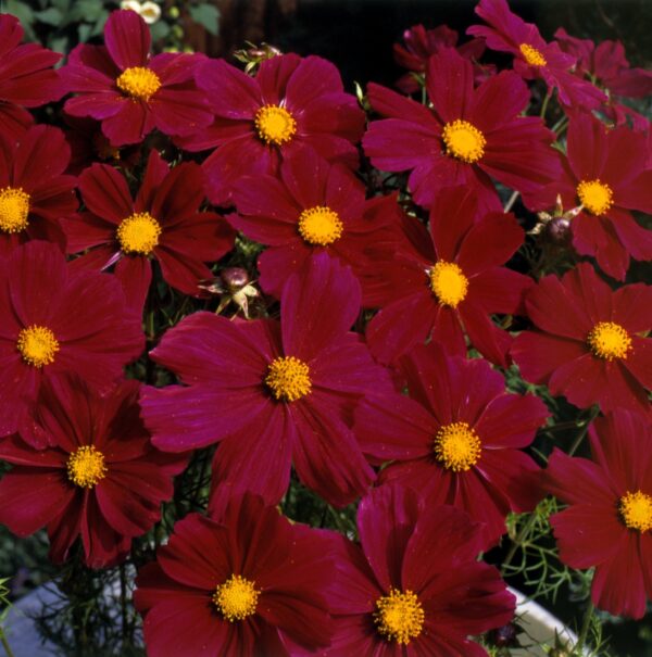 Cosmos - Gazebo Red