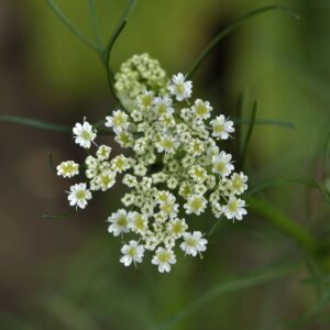 Herb Cumin (Cuminum Cyminum)