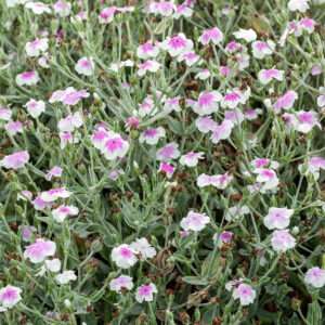 Lychnis - Rose Campion Angels Blush