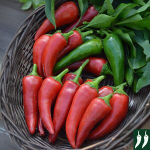 Hot Chilli Pepper Rokita