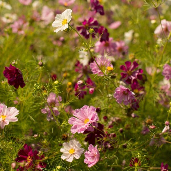 FLOWER COSMOS BIPINNATUS SEASHELLS organic | Organic Flowers | Premier ...