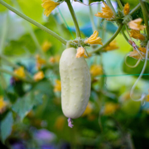 Cucumber - White Pickle Mini