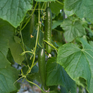 Carmen Cucumbers growing on the vine with leafy green foliage