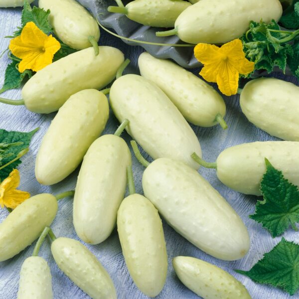 Cucumber - White Pickle Mini - Image 2