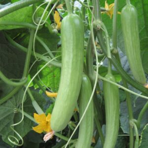 Cucumber Delistar F1