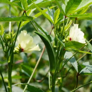 Green Clemson Spineless Okra pods and white flowers growing on the plant with pointed ends and leaves on a blurred background.
