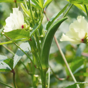 Green Clemson Spineless Okra pods and white flowers growing on the plant with pointed ends and leaves on a blurred background.