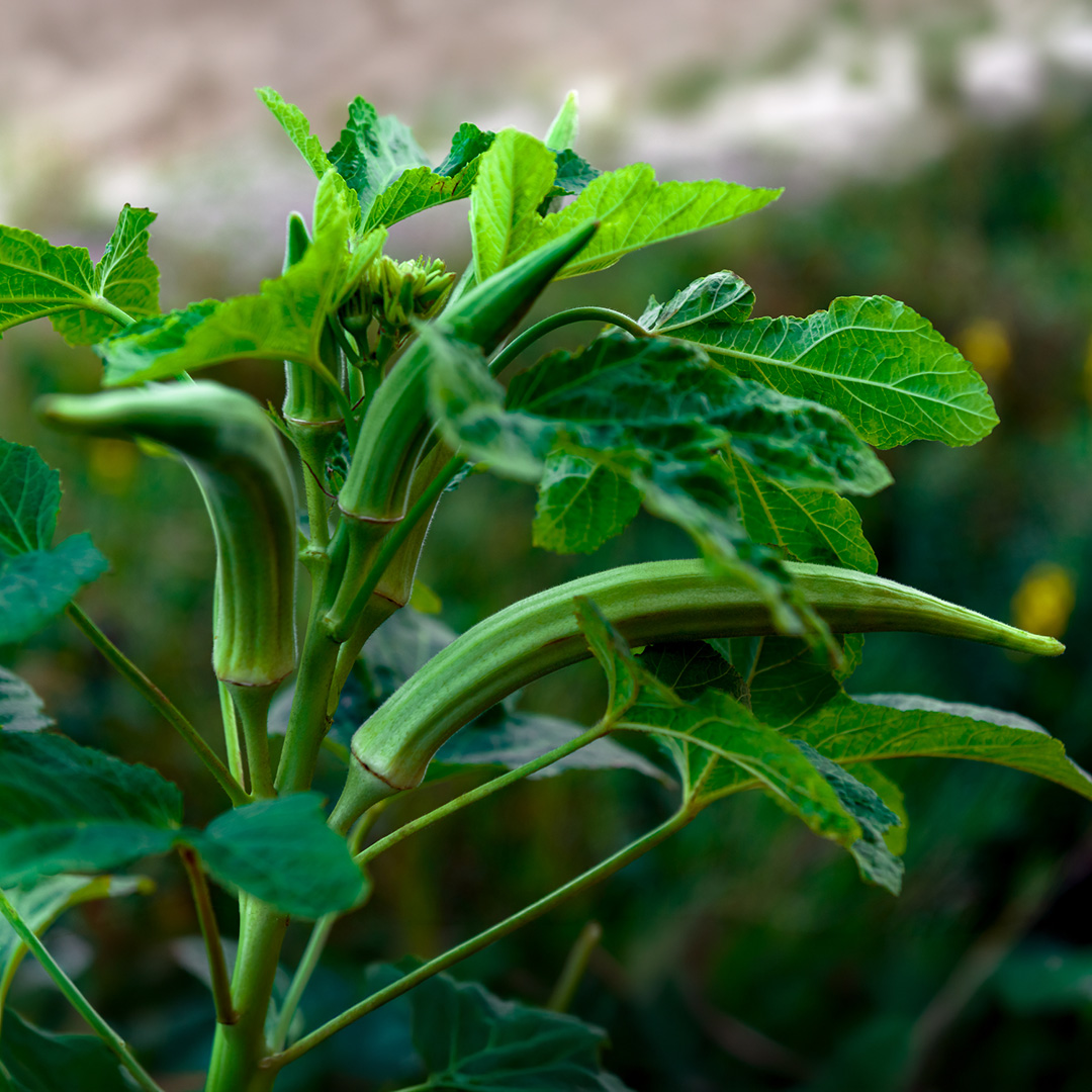 Green Clemson Spineless Okra pods growing on the plant with pointed ends and leaves on a blurred background.