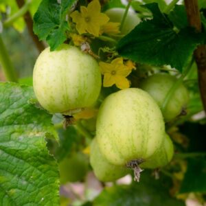 Cucumber Crystal Apple