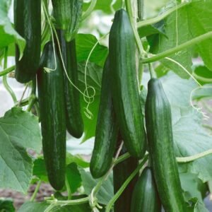 Cucumber (Greenhouse) Femspot Improved F1