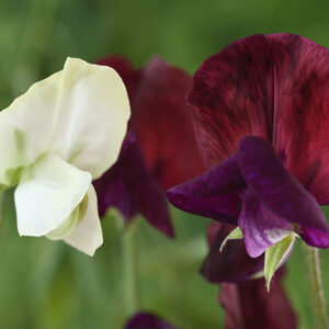 Sweet Pea flowers of the Night and Day variety in deep red and white on the stem