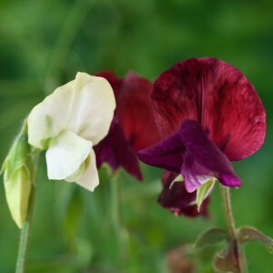 Sweet Pea Night and Day