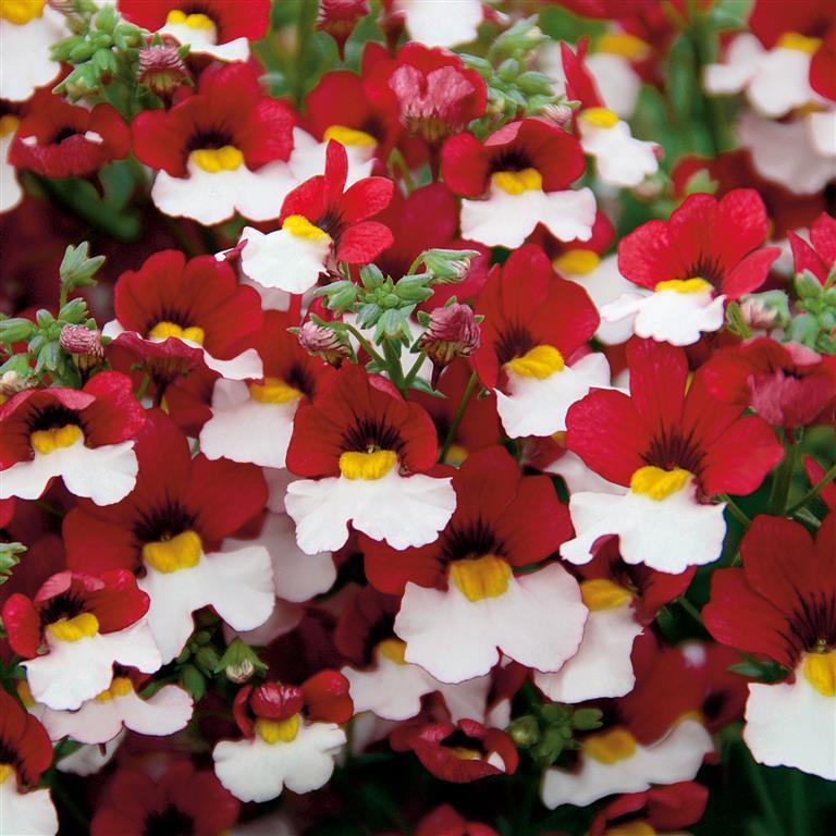 NEMESIA STRUMOSA RED WHITE | Nemesia | Premier Seeds Direct ltd