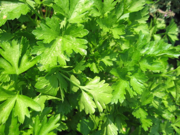 ORGANIC HERB PARSLEY PLAIN LEAVED ( FRENCH) | Organic Herbs | Premier ...