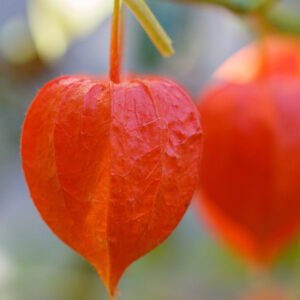 Chinese Lantern Alkekengi | Perrenial | Chinese Lantern | Premier Seeds ...