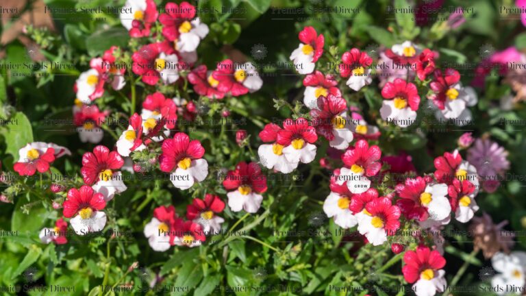 NEMESIA STRUMOSA RED WHITE | Nemesia | Premier Seeds Direct ltd