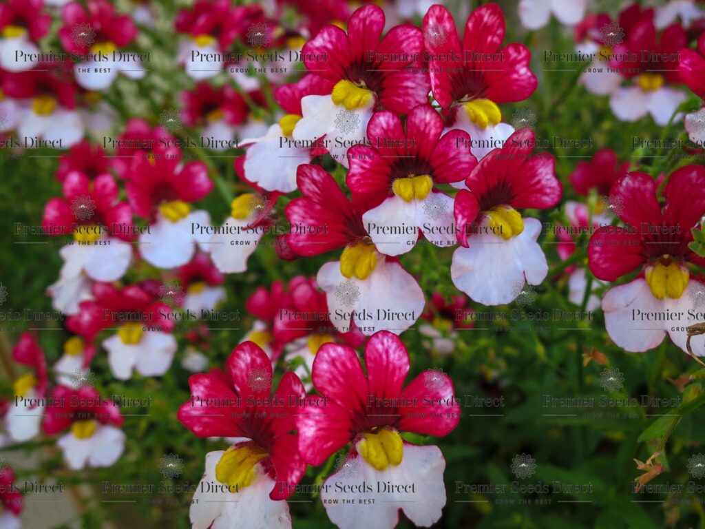 NEMESIA STRUMOSA RED WHITE | Nemesia | Premier Seeds Direct ltd