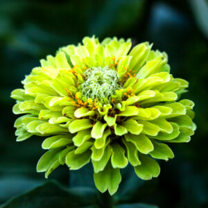 A close up image of a Giant Envy Zinnia flower in bright yellow green