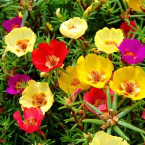 Portulaca Seeds