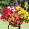 PORTULACA GRANDIFLORA DOUBLE MIX