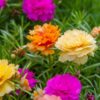 PORTULACA GRANDIFLORA DOUBLE MIX