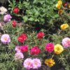 PORTULACA GRANDIFLORA DOUBLE MIX