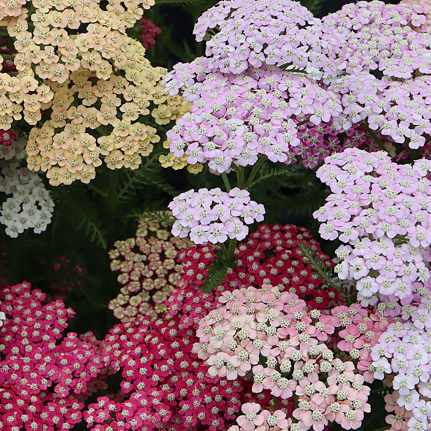 Achillea Millefolium Yarrow flowers in pastel shades of red, purple, pink, yellow, and white.