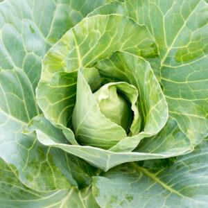 Cabbage Greyhound