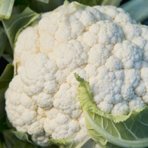 Cauliflower Igloo (Early Variety)