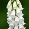 Digitalis Foxglove - Alba White