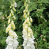 Digitalis Foxglove - Alba White - Image 2