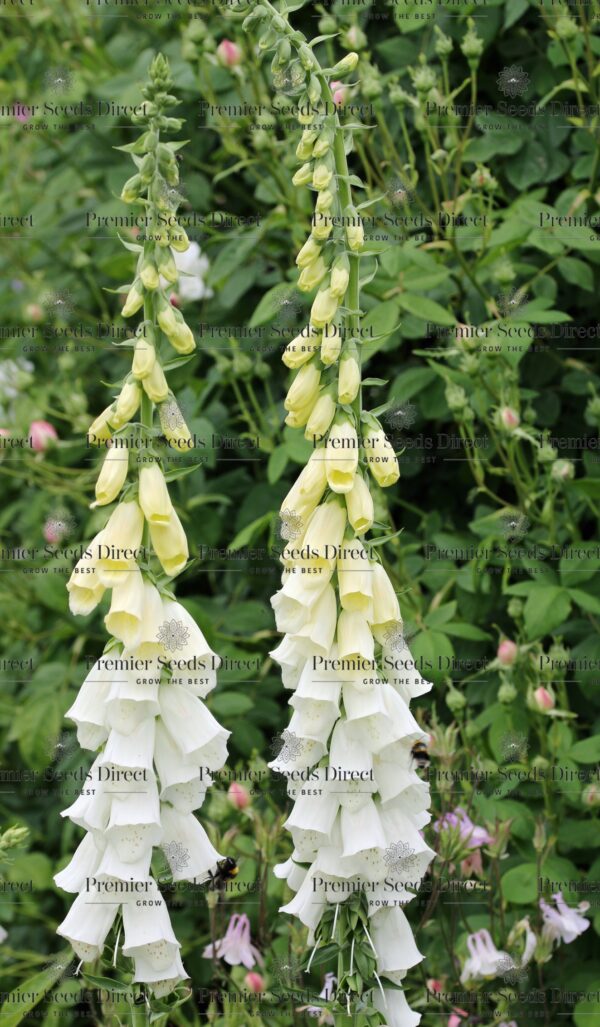 Digitalis Foxglove Alba White / Foxgloves / Digitalis / PremierSeedsDirect