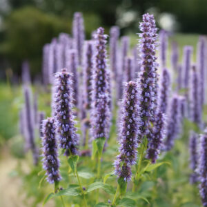 Lavender Blue Giant Hyssop Agastache Mexicana flowers on tall spikes with a blurred green background