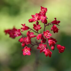 Heuchera Sanguinea 'Coral Bells Firefly'