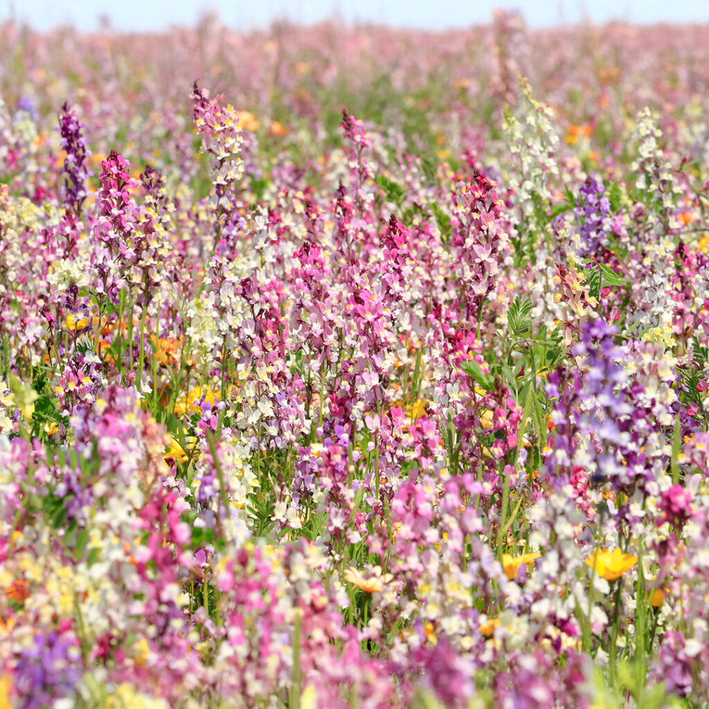 Toad Fls Toadflax (Linaria) Fairy Bouquet - Premier Seeds Direct