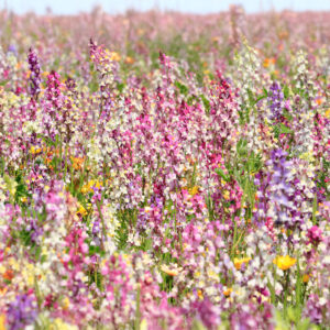 Linaria Toadflax - Fairy Bouquet