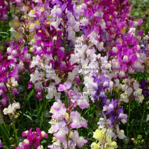 Linaria Seeds