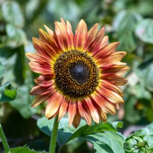 Red and pale yellow petalled Indian Carpet sunflower growing in the sunshine