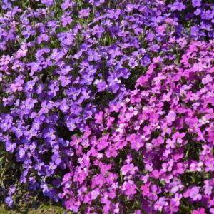 Aubrieta nana compacta (Rock Cress) Mix